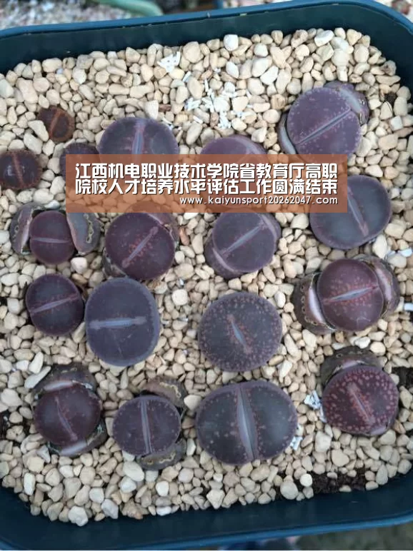江西机电职业技术学院省教育厅高职院校人才培养水平评估工作圆满结束|开云真人
